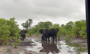 Elephant Slips in Muddy Puddle
