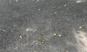 Friendly Squirrel Gets a Snack