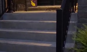 Oh No! My Trick-or-Treat Bucket!