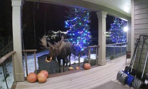 Moose Munches on Halloween Pumpkins