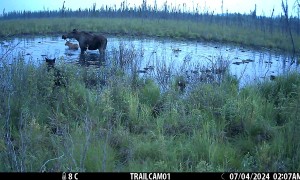 Moose Protects Calf From Wolf