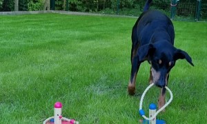 Clever Dog Sorts Toys By Color