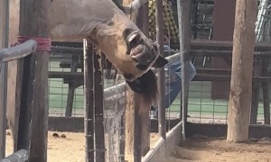 The Goofy Side of Majestic Creature