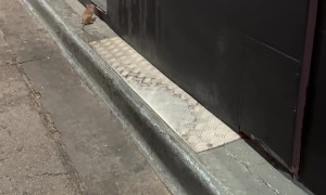 Rat Tries to Find Find Way Into Restaurant