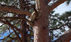 Young Bobcat Hides in a Tree