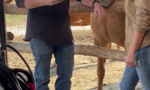 Goofy Horse Photobombs Commercial Filming