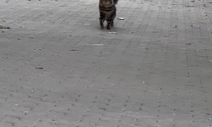 Cat Struts for the Camera