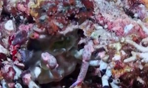 Crab Camouflages With Carried Sea Anemones