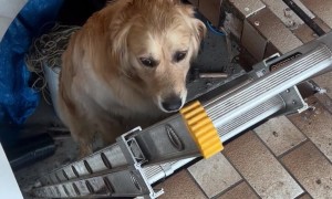 Golden Retriever Follows His Human Up Ladder