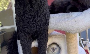 When Your Dog Is Raised by Cats