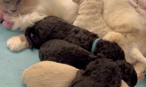 Cat Acts As Puppy Stepfather