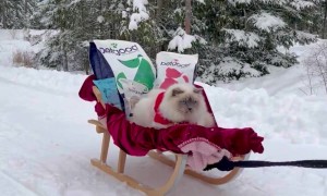 Santa Meows Is Coming To Town