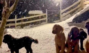 Goldendoodle Gang Gather In The Snow