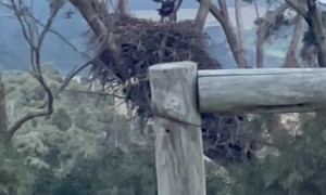 Baby Eagle Uses Wind to Practice Flying