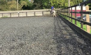 Cantering Horse Is Unphased By Inexperienced Rider