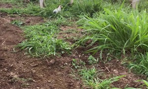 Tiny Terrier Shows the Herd Who's in Charge