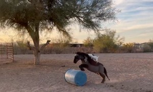 Dog Rides on Jumping Mini Horse's Back