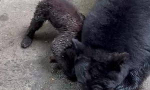Mama Bear and Cubs Rub Themselves in Bath Oil