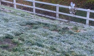 Creatively Groomed Poodles Play In Morning Frost