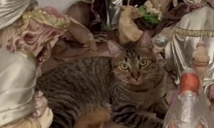 Cat In Nativity Scene