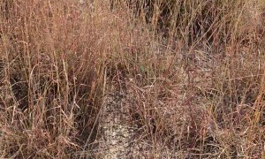 Deer Rescued After Being Trapped in Fence for Days