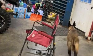 Belgian Malinois Havoc Wants to Go to the Store