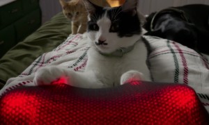 Cat Gets A Paw Massage