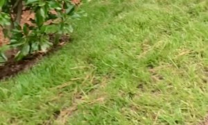 Woman Rescues Frog on Her Car Window