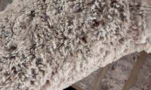 Orange Cat Sleeps Peacefully in a Christmas Stocking