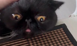 Hungry Derp Begs For Cake