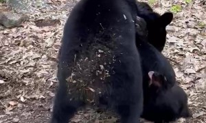 Bear Cubs Wrestle Over Hammock Rights
