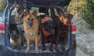 Golden Retriever Too Tired to Stand for Treats