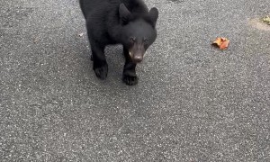 Three Bears Search Car For Thanksgiving Treats