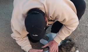 Cat's Head Removed From Tin Can