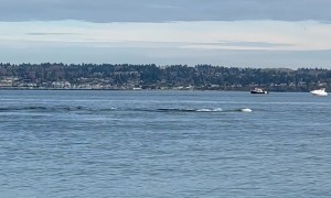 Crowd Reacts to Passing Orca Pod