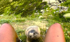 Wild Marmot Climbs Swiss Mountain Hiker