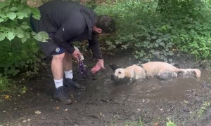 Chocolate Dipped Retriever