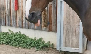 Relaxed Horse Thoughtlessly Bleps