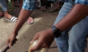 Rescuing a Snake Stuck in a Pipe