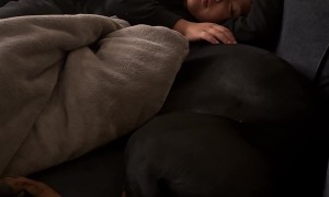 Little Kid Naps With His Doberman