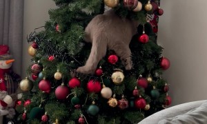 Cat Named Freddie Mercury Climbs Christmas Tree