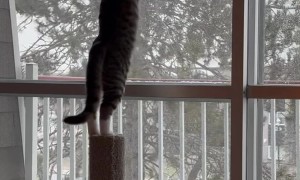 Kitty's First Snowfall