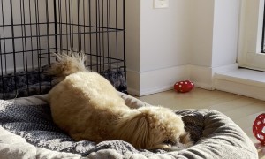 Puppy Digs At Bed And Barks At Nothing