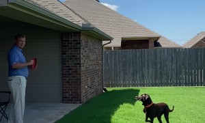 Dog Fails To Fly Over Fence Jump
