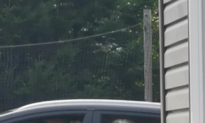 Waiting Dogs Look Like Window Stickers