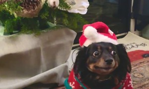 Dog Is Good Sport About Christmas Sweater Pictures