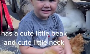 Daughter Loves Fluffy Chicken