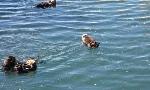 Family Of Sea Otters Play In Morro Bay