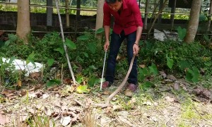 Caught Cobra Cut Out Of Poultry Farm Netting