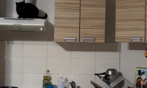 Pets Hang Out On Top Of Kitchen Cabinets